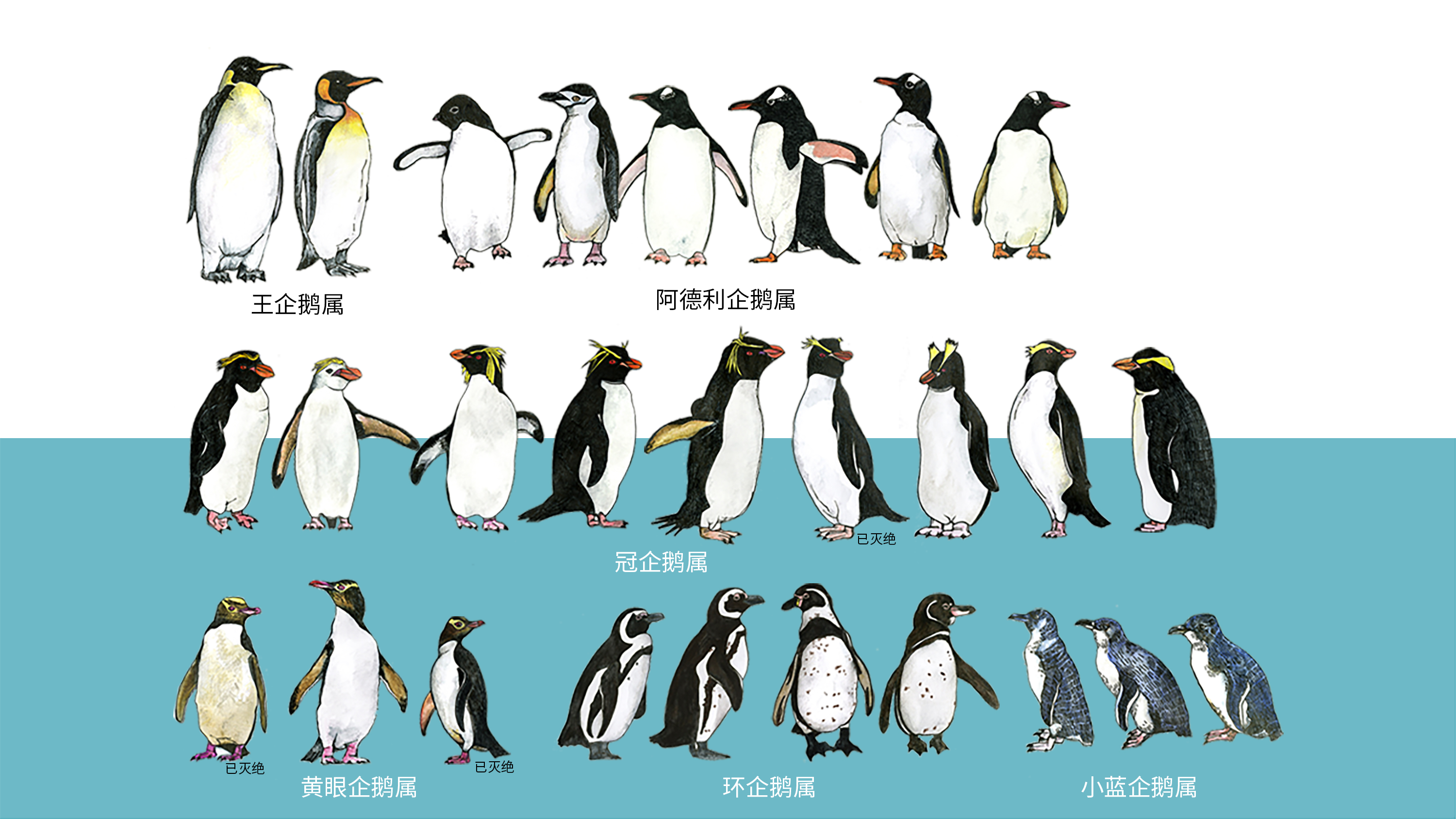 企鹅|平面|海报|何为有才之人 - 原创作品 - 站酷 (ZCOOL)