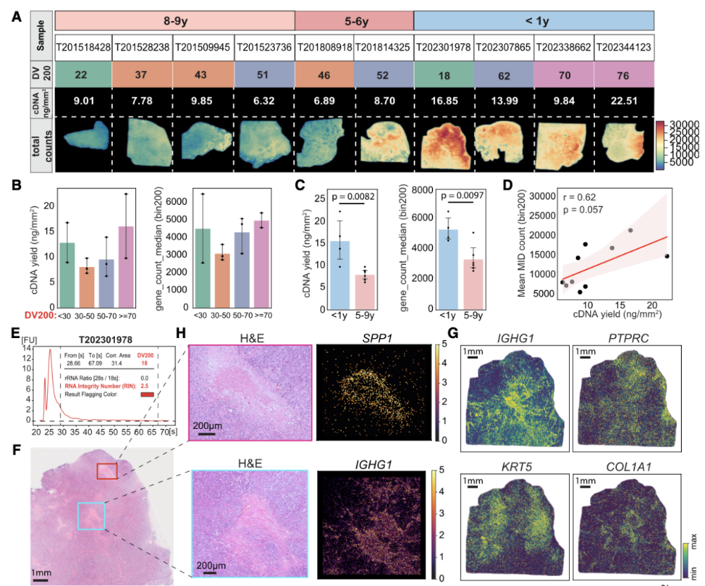Stereo-seq V2应用于不同保存年限的FFPE乳腺癌样本.png Stereo-seq V2应用于不同保存年限的FFPE乳腺癌样本.png
